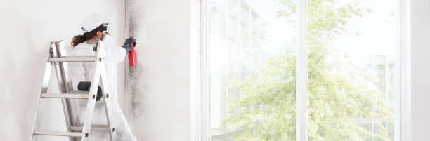 Best Mold Odor Removal Services  in Rockford, IL